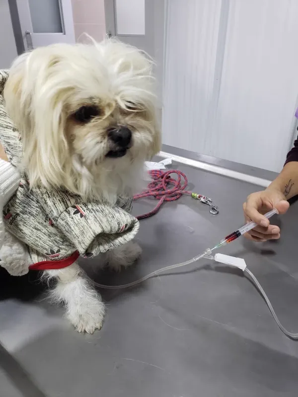 Clínica veterinaria "Orejitas Vet"